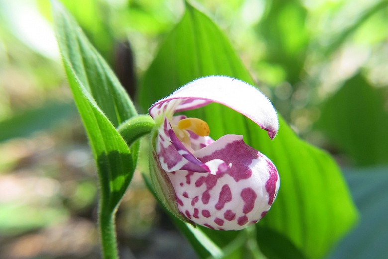 Cypripedium guttatum (Spotted Ladys Slipper Orchid)