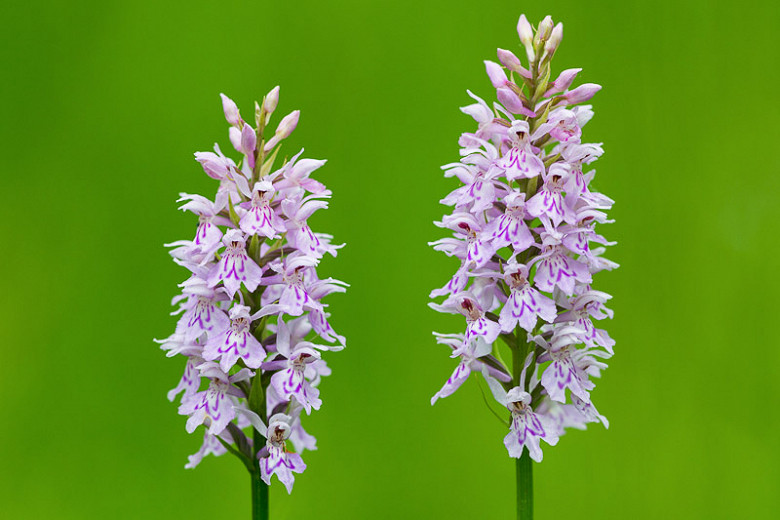 Dactylorhiza maculata (Heath Spotted Orchid)