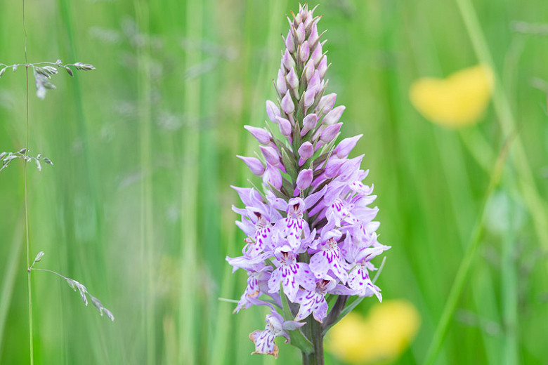 Dactylorhiza fuchsii (Common Spotted Orchid)