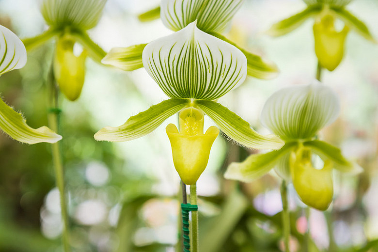 Paphiopedilum Maudiae gx (Venus Slipper Orchid)