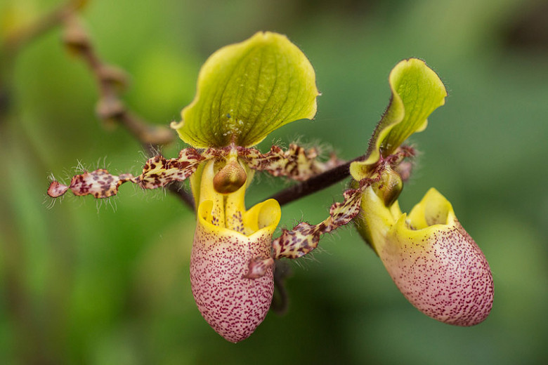 Paphiopedilum Pinocchio gx (Venus Slipper Orchid)