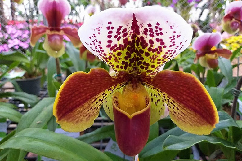 Paphiopedilum gratrixianum (Venus Slipper Orchid)