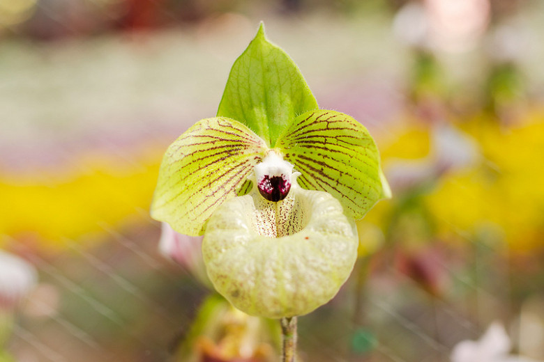 Paphiopedilum malipoense (Jade Slipper Orchid)