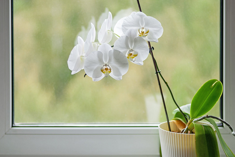 Phalaenopsis amabilis (Moth Orchid)