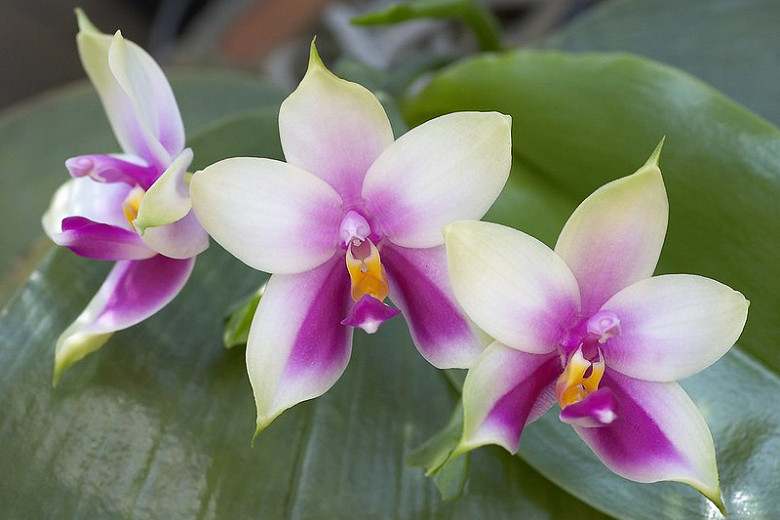 Phalaenopsis bellina (Moth Orchid)