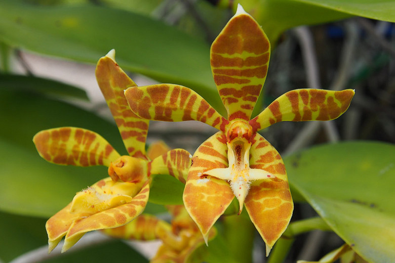 Phalaenopsis cornu-cervi (Moth Orchid)