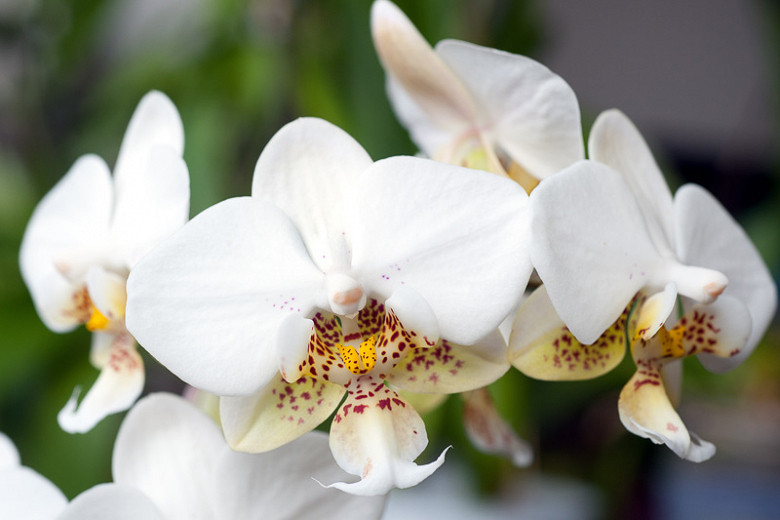 Phalaenopsis stuartiana (Moth Orchid)