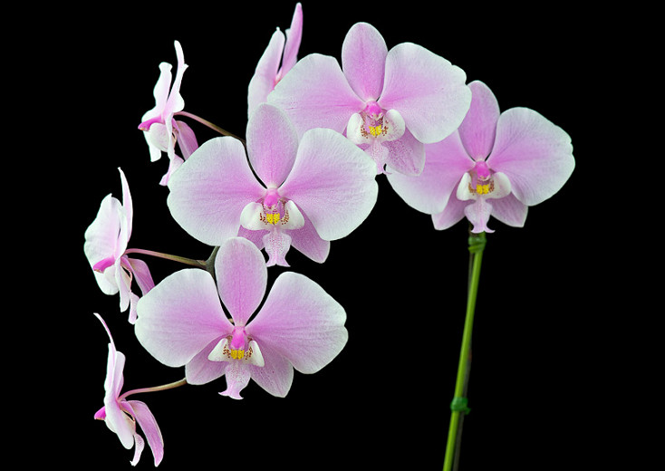 Phalaenopsis schilleriana (Moth Orchid)