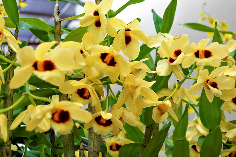 Dendrobium Gatton Sunray gx (Orchid)
