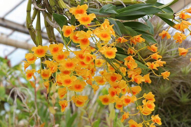 Dendrobium lindleyi (Lindleys Dendrobium)