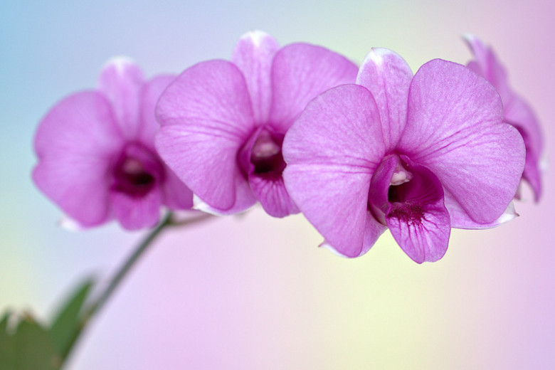 Dendrobium bigibbum (Cooktown Orchid)