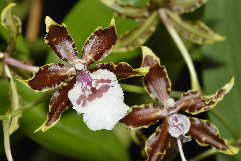 Oncidium Jungle Monarch gx (Dancing Lady Orchid)