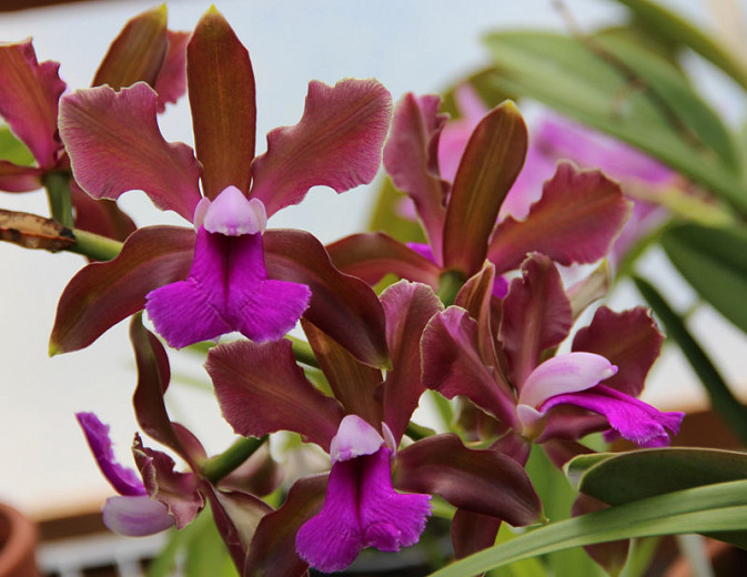 Cattleya bicolor (Corsage Orchid)