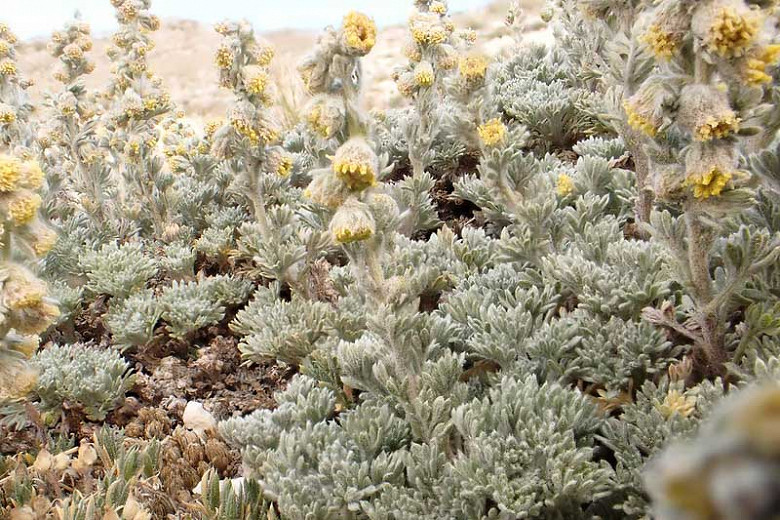 Artemisia frigida (Prairie Sagebrush)