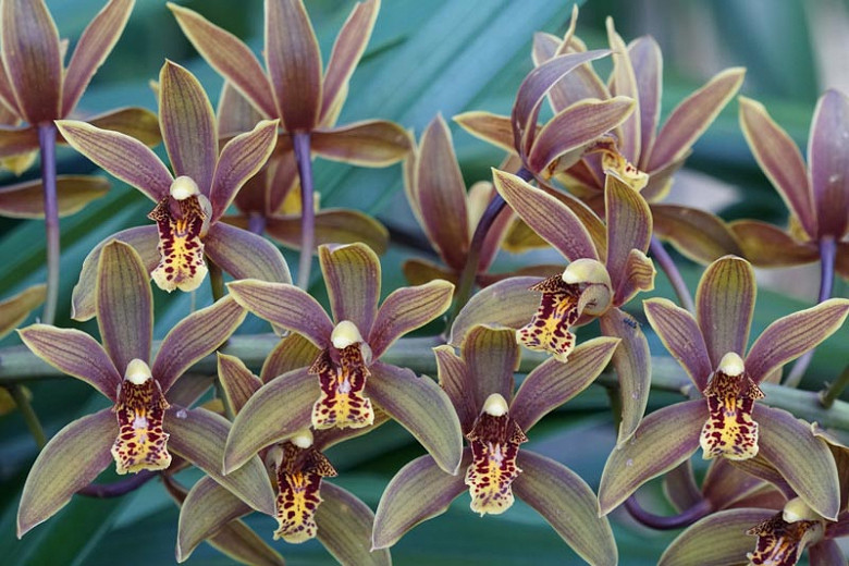 Cymbidium floribundum (Golden Margin Orchid)