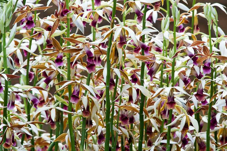 Phaius tankervilleae (Nuns Orchid)