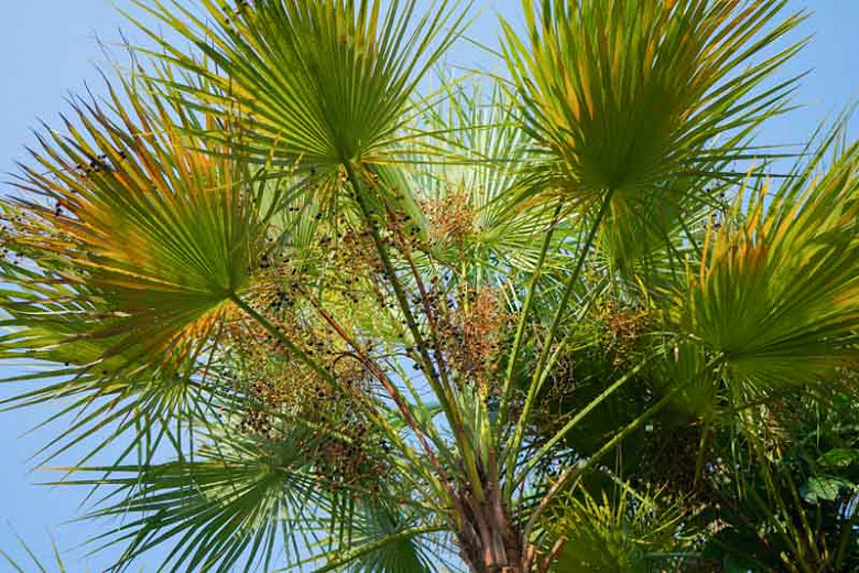 Acoelorrhaphe wrightii (Paurotis Palm)