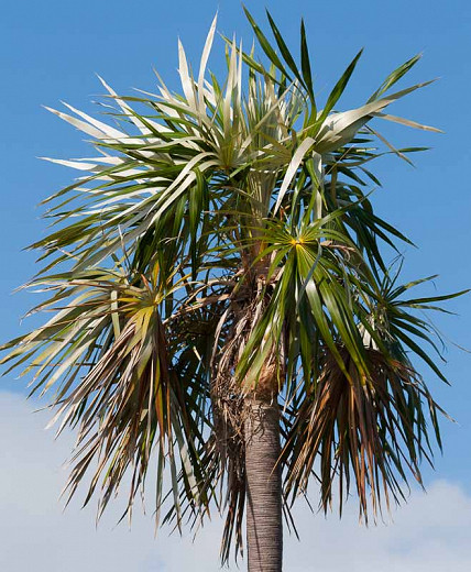 Coccothrinax argentata (Florida Silver Palm)