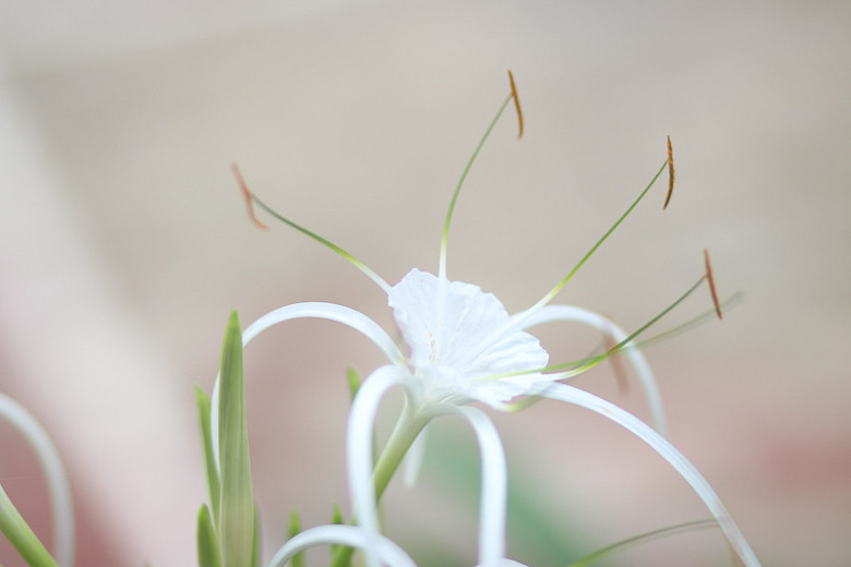 Hymenocallis latifolia (Perfumed Spider Lily)