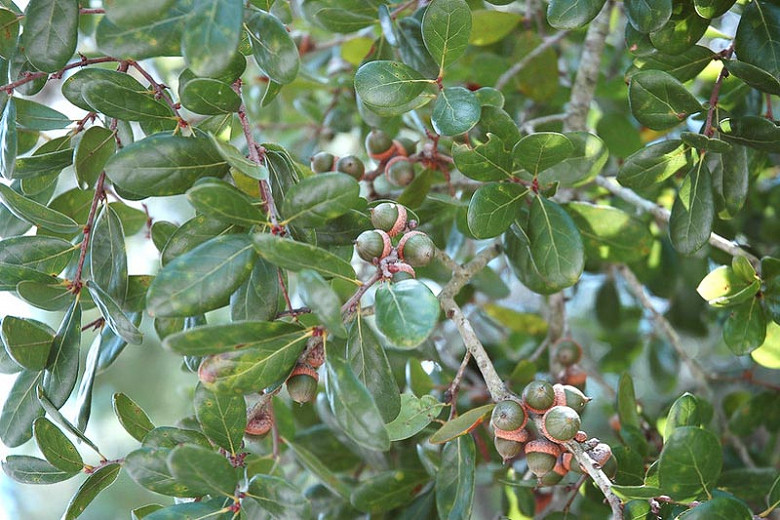 Quercus myrtifolia (Myrtle Oak)