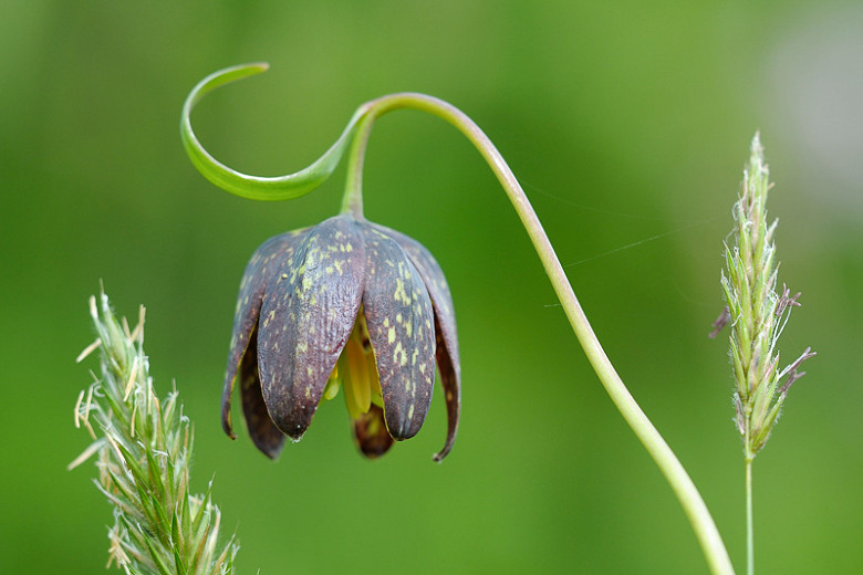 Fritillaria affinis (Chocolate Lily)