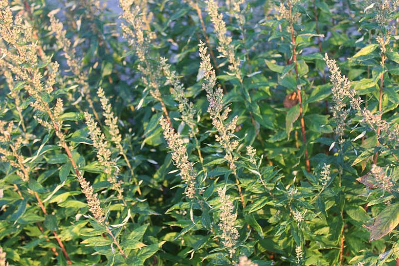 Artemisia douglasiana (Douglas Mugwort)
