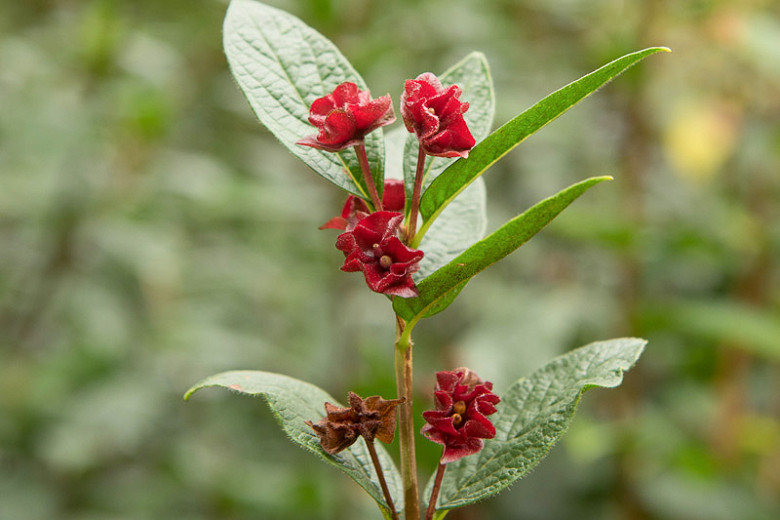 Lonicera involucrata (Twinberry Honeysuckle)