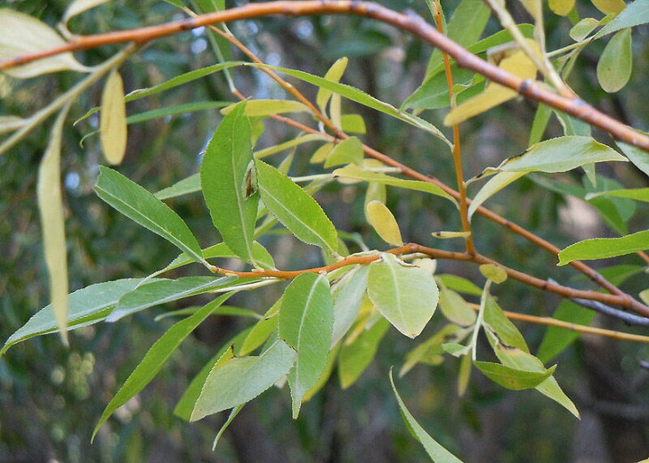 Salix lasiandra (Shining Willow)