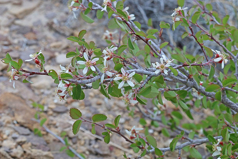 Amelanchier utahensis (Utah Serviceberry)