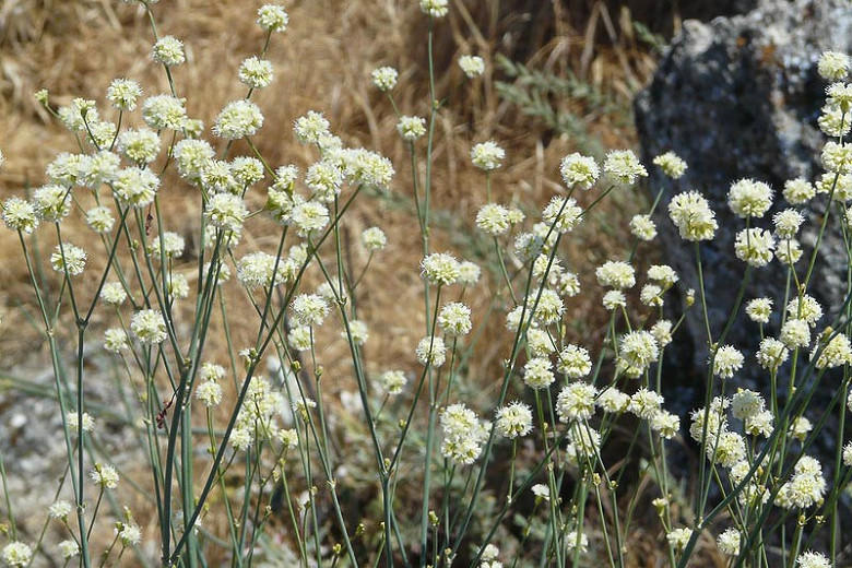 Eriogonum nudum (Naked Buckwheat)