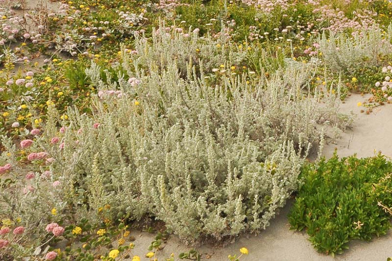 Artemisia pycnocephala (Sand Hill Sage)