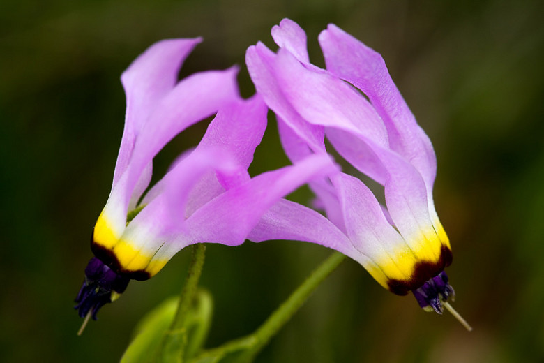 Dodecatheon clevelandii (Padres Shooting Star)