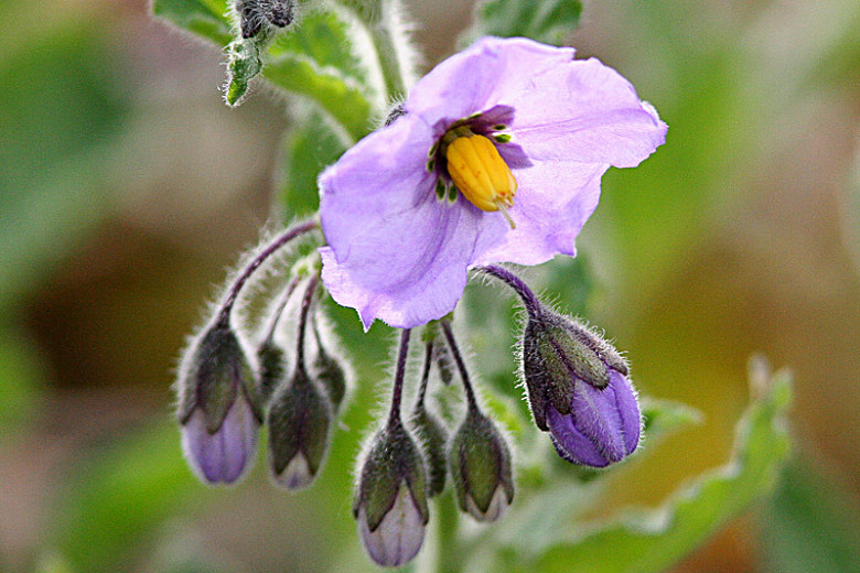 Solanum xanti (Purple Nightshade)