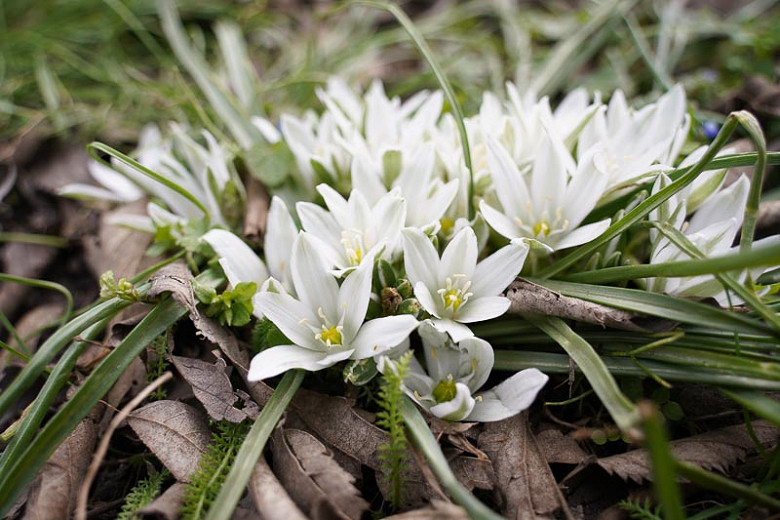 Triteleia hyacinthina (White Brodiaea)
