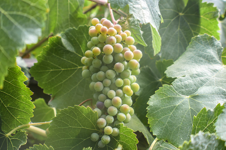 Vitis californica (California Grape)