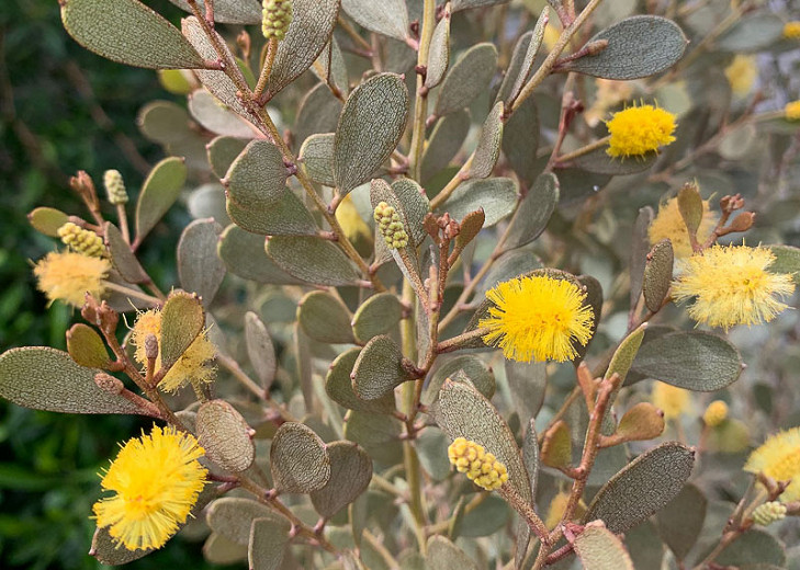 Acacia craspedocarpa (Leatherleaf Acacia)