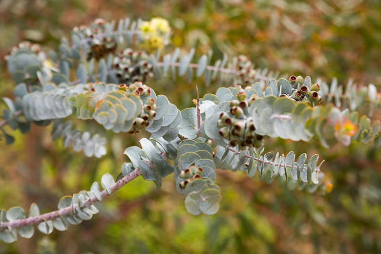 Eucalyptus kruseana (Bookleaf Mallee)