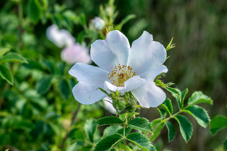 Rosa sempervirens (Evergreen Rose)
