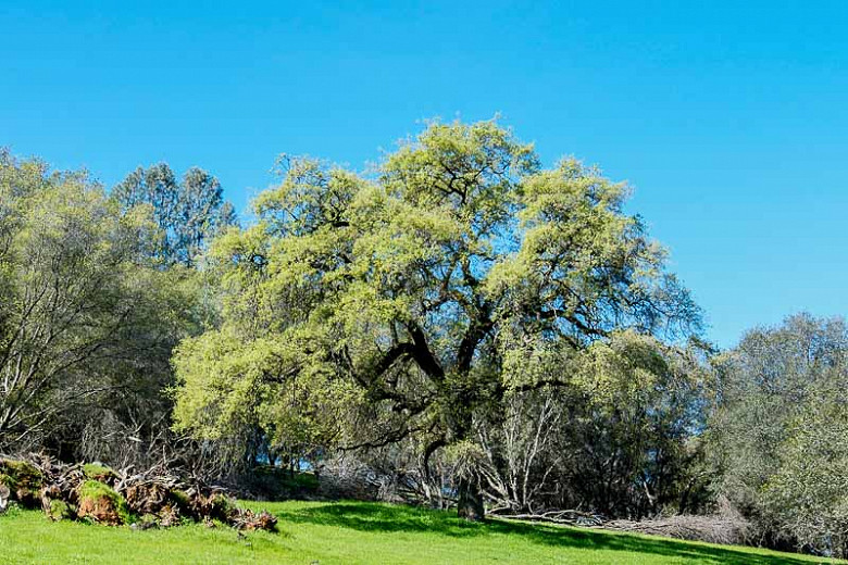 Quercus douglasii (Blue Oak)