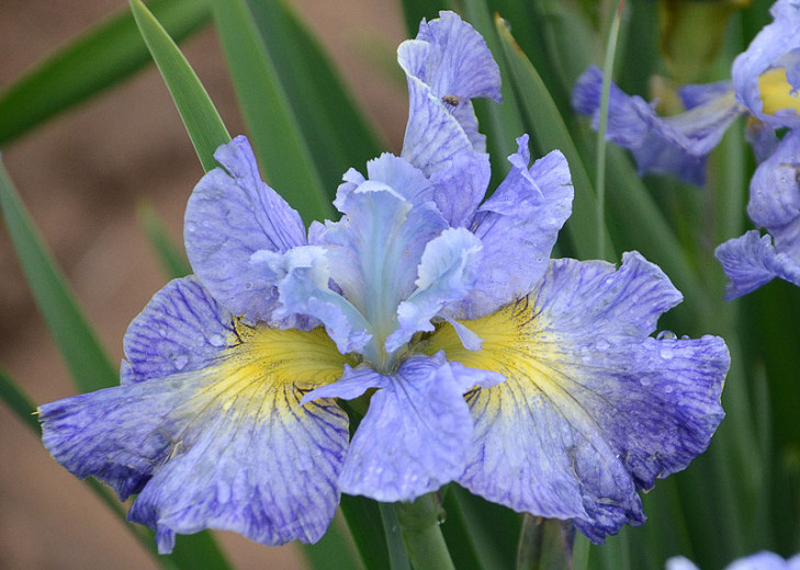Iris sibirica Cape Cod Boys (Siberian Iris)