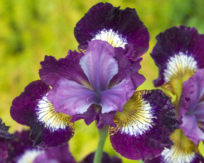 Iris sibirica Jewelled Crown (Siberian Iris)