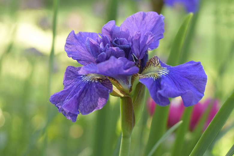Iris sibirica Concord Crush (Siberian Iris)