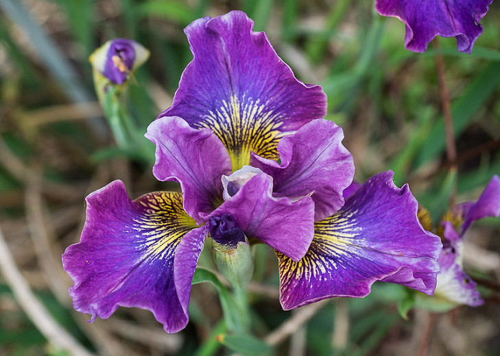 Iris sibirica Charming Billy (Siberian Iris)