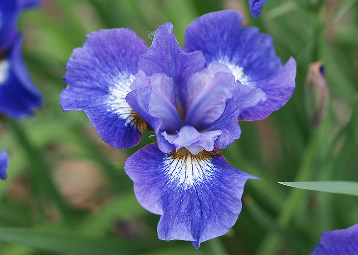 Iris sibirica Coronation Anthem (Siberian Iris)