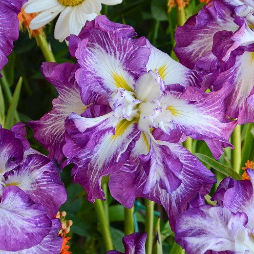Iris ensata Lion King (Japanese Iris)