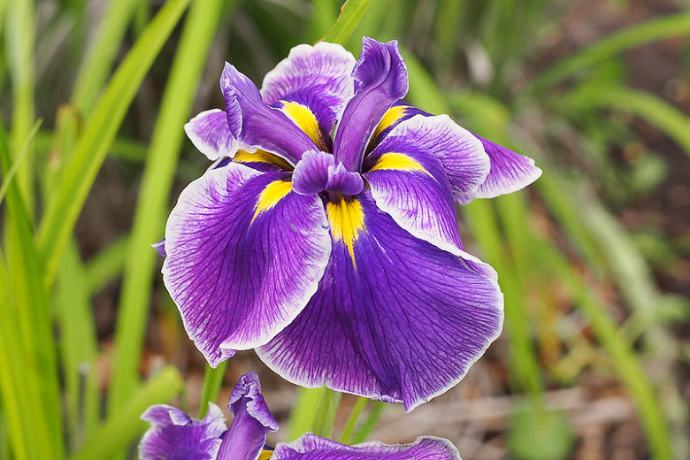 Iris ensata Crystal Halo (Japanese Iris)