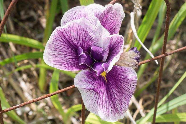 Iris ensata Flashing Koi (Japanese Iris)