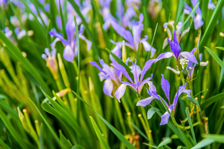 Iris lactea (Milky Iris)