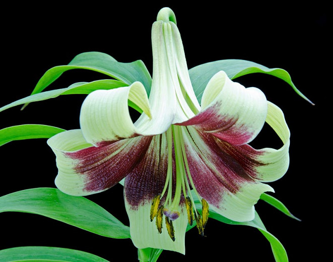 Lilium nepalense (Nepal Lily)