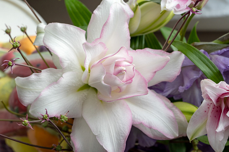 Lilium Roselily Anouska (Double Oriental Lily)